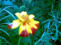 Tagetes 1.webp