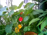 Kappu 1.webp