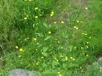 SAM_1164.webp