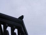 Amsel.jpg