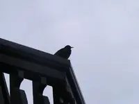 Amsel.webp