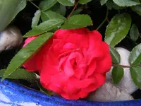 Blüte Rose Muttertag.webp