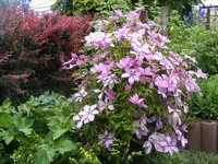 Clematis 25.6.2013.webp