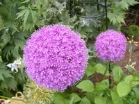 Riesenkugellauch 25.6.2013.webp