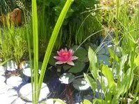 Seerose1.webp