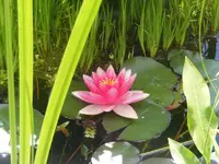 Seerose2.webp