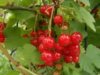 Johannisbeeren 25.6.2013.webp