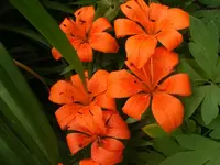 GartenlilienBlüte.webp