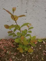 P6160543.webp