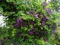 SAM_1280.webp