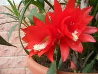 SAM_1282.webp