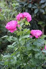 IMG_1751.webp