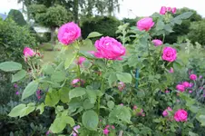 IMG_1753.webp