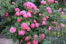 IMG_1764.webp