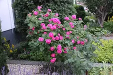 IMG_1768.webp