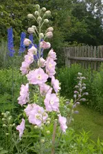 Garten4 06 2013 001.webp