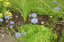 Garten4 06 2013 003.webp
