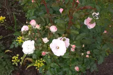 Garten4 06 2013 002.webp