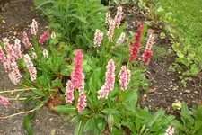 Garten4 06 2013 004.webp