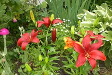 Garten4 06 2013 005.webp