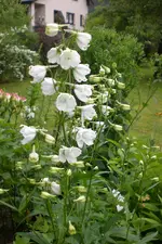 Garten4 06 2013 006.webp