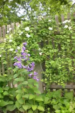 Garten4 06 2013 007.webp