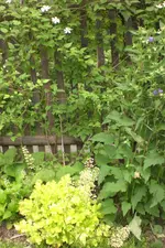 Garten4 06 2013 008.webp