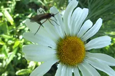 2013_0620Frühling0007.webp
