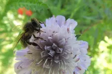 2013_0620Frühling0011.webp