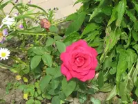 059.webp
