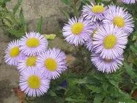 016.webp
