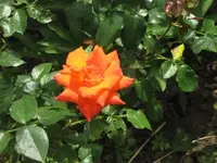 014.webp