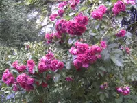 BILD2221.webp