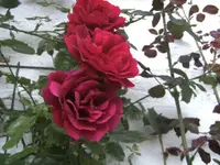 BILD2219.webp