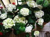 IMG_4528.webp