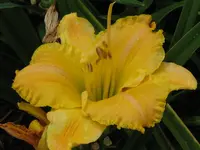 Albert 31.webp