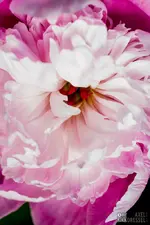 DRAXCO_E7D_9836.webp