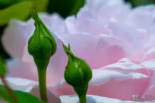 DRAXCO_E7D_9851.webp