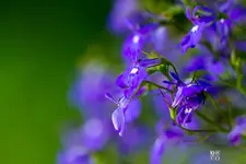 DRAXCO_E7D_9876.webp