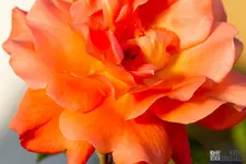 DRAXCO_E7D_9929.webp