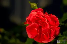 DRAXCO_E7D_9896.webp