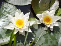 Seerosen_9855.webp