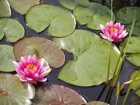 Seerosen_9857.webp