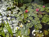 Seerosen_9862.webp