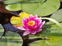 Seerosen_9865.webp