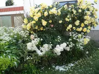 SAM_1260.webp