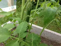 Tomatenblüte1.webp