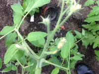 Tomatenblüte2.webp