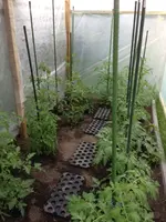 tomatenhaus.webp