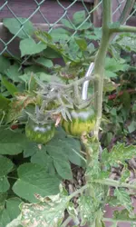20130617_154249.webp